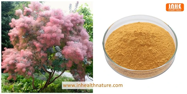 product-750-377 Cotinus Coggygria and Smoke Tree Extract Powder