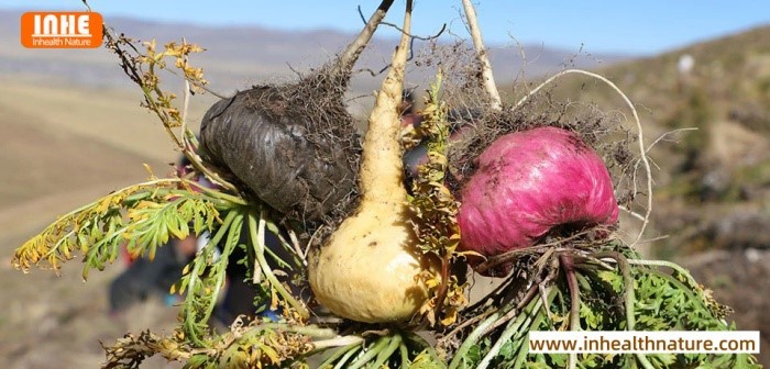 Maca Plant