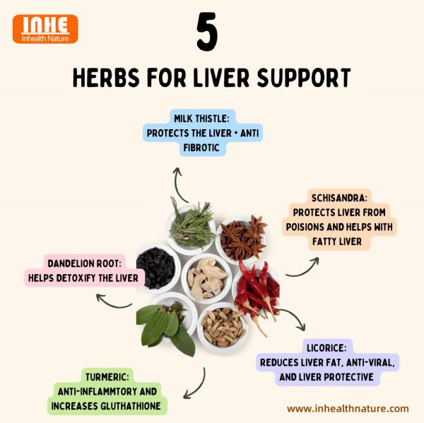 Schisandra Extract Powder and Liver Health